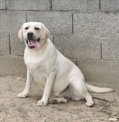 Labrador retriver, mlad pas
