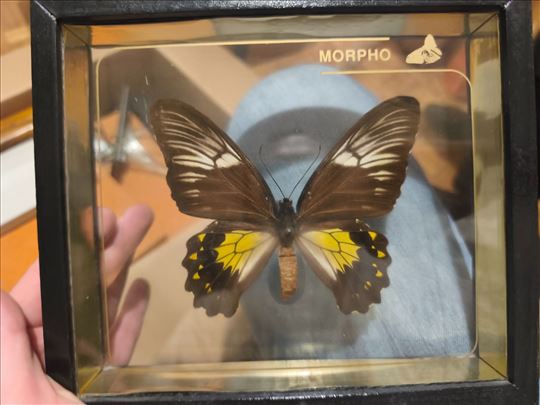 Preparirani leptir Morpho