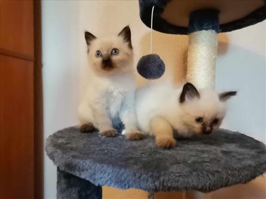 Ragdoll , mače