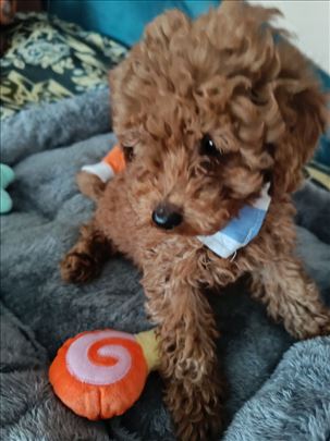 Crvene toy/mini pudle