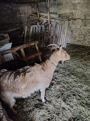 Mlada koza na prodaju