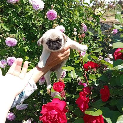 Mops 