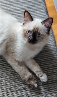 Ragdoll , mače