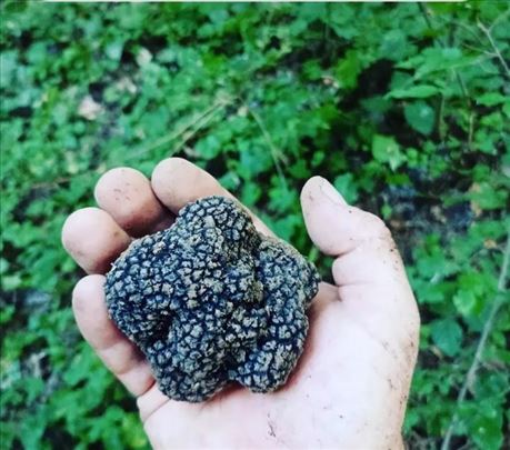 Tartufi