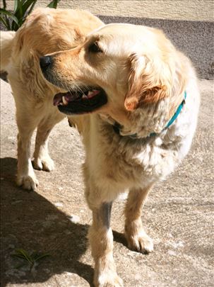 Labrador retriver, odrastao pas za parenje