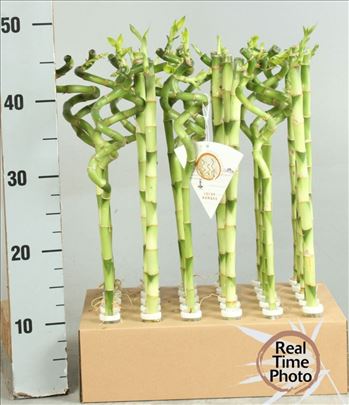 Dracaena Lucky Bamboo ,Srećni bambus