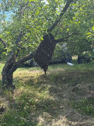 Prodajem rojeve i kosnice