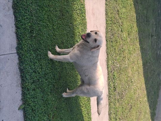 Labrador retriver