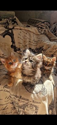 Maine Coon , mačići