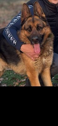 Nemački ovčar, odrastao pas