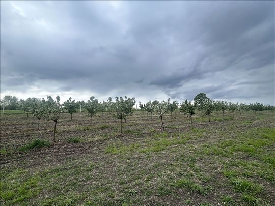 Plantaža lešnika, investicija sa ozbiljnim potenci