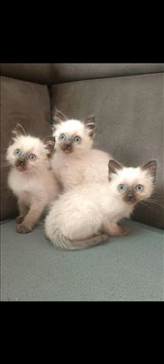 Ragdoll , mače