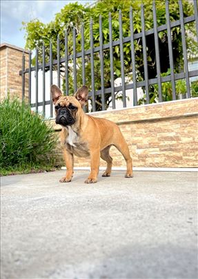 Francuski buldog stenci-žen. -6 m.vrhunsko poreklo