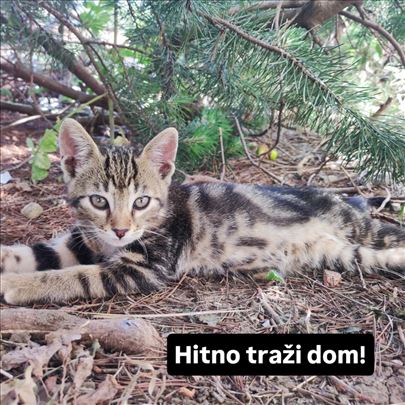Mačence hitno traži dom