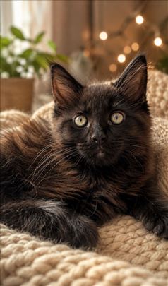 Maine Coon, mače