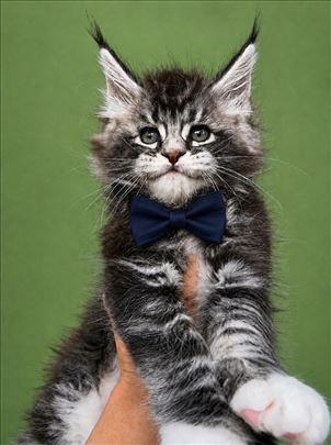 Maine Coon , mače