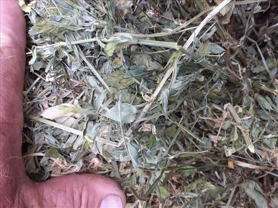 Balirana detelina