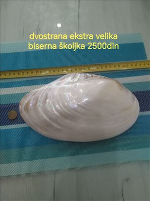 Morske školjke 6
