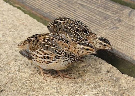 Muzjaci Japanskih Prepelica