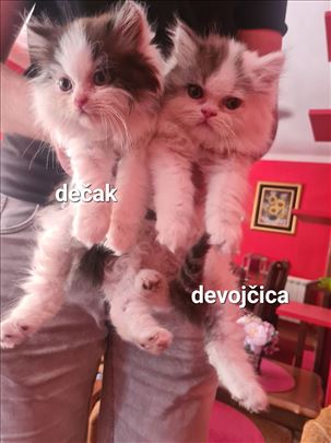 Persijska , mače