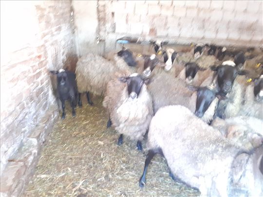 Stado romanovskih ovaca sa jaganjcima