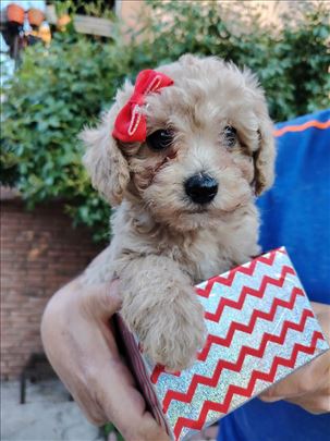Stenci Toy pudle i Bisona (Poochon)