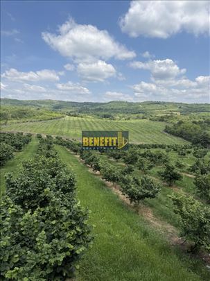 Zemljište 8,4ha zasad lešnika i oraha (+kuća 200m2