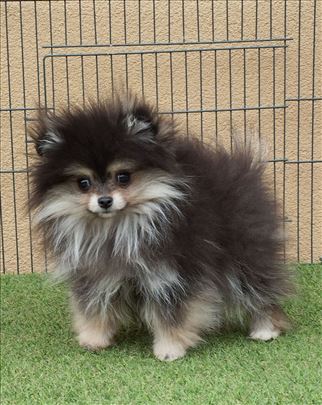 Black and tan zenkica