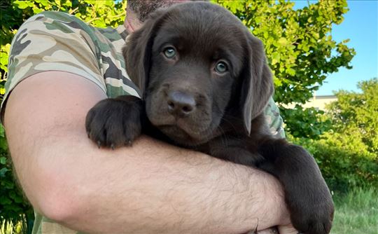 Čokoladni štenci Labrador retrivera