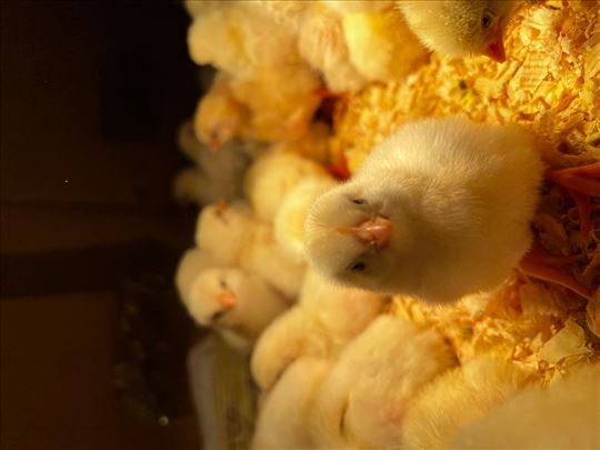 LEGHORN pilići Bele nosilje