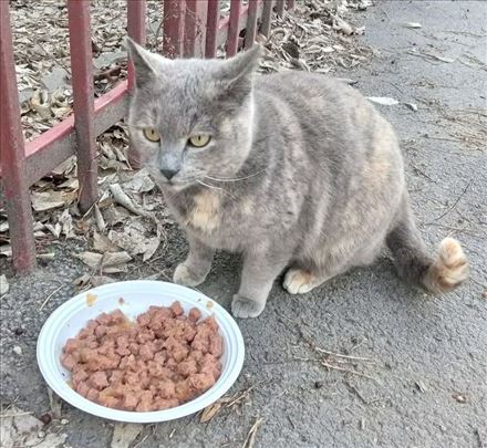 Traži se sivo šarena maca.