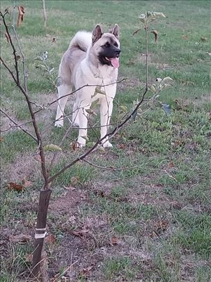 Američka akita parenje
