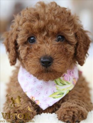 Crvena mini toy pudla