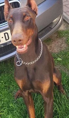 Doberman , mlad pas na poklon