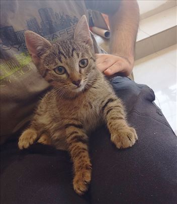 Mackica stara 3.5 meseca sa kucnim navikama 