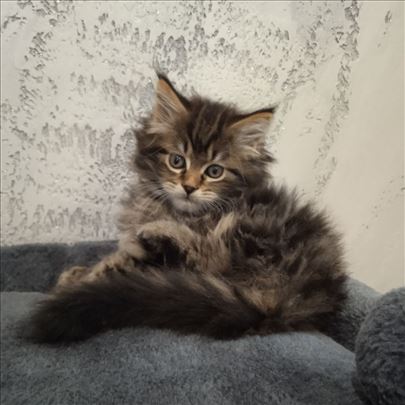Maine Coon , mače