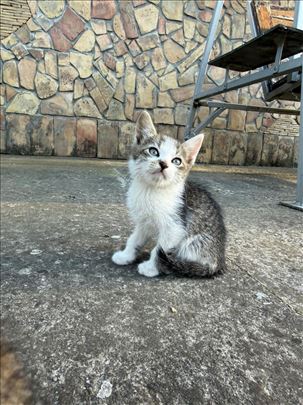 Poklanjamo mačiće