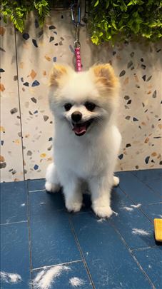 Pomeranac pamerenje