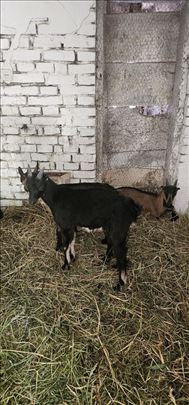 Prodaja jarića