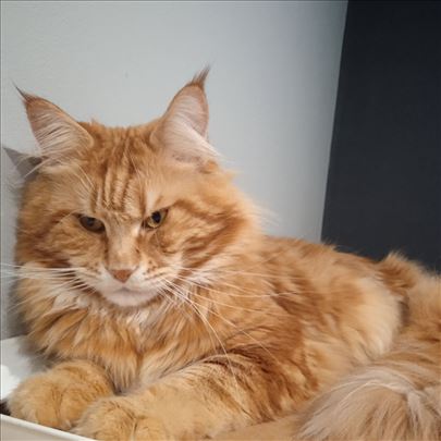 Maine Coon , mlada mačka