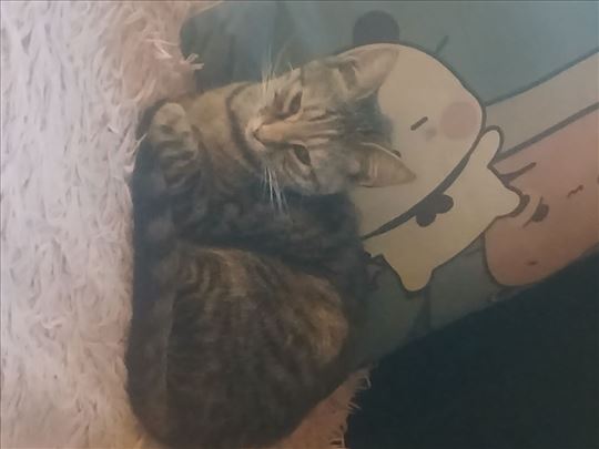 Nestala Macka