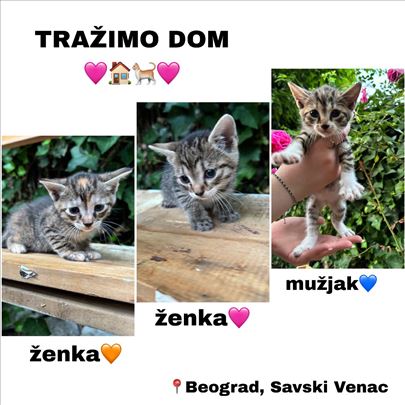 Mešanac, mače