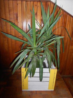 Velika dracena - sa saksijom i žardinjerom