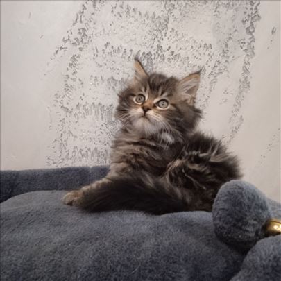 Maine Coon , muško mače