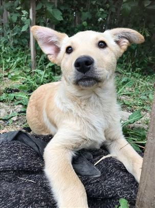 Udomljavamo žensko štene, mešanac labradora