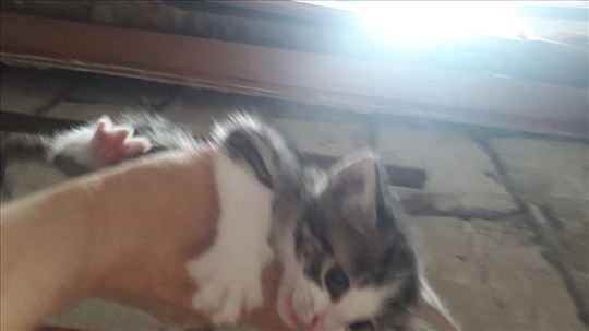 Mačići na poklon
