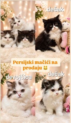 Persijska , mače