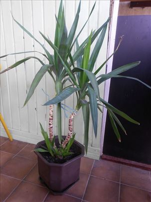 Velika dracena - sa saksijom