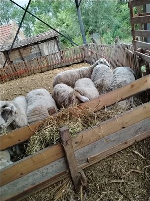 Ovce na prodaju 
