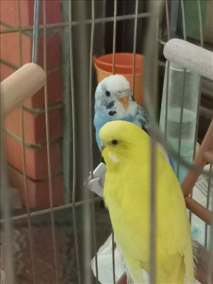 Dve tigrice+kavez